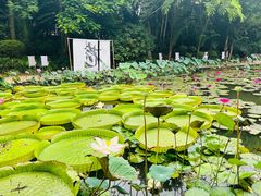 -曼听御花园