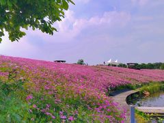 -大塘金香草谷