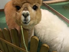 -藦茜花园宠物主题亲子互动体验馆(国顺东路店)