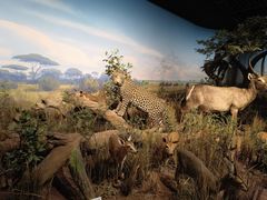 -陕西自然博物馆