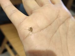 -肯德基(杭州和平饭店)