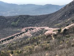 -樱花山风景区