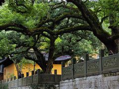 -普陀山风景名胜区-法雨禅寺