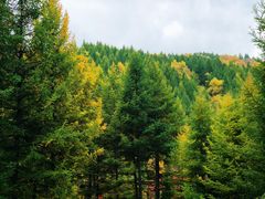 -苏木山森林公园