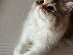 -猫大福·Fortune Cat猫舍(百子湾店)