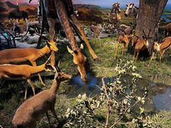 -国家自然博物馆