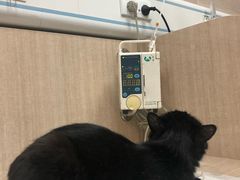 -北京观赏动物医院·24小时大型综合·猫专科·异宠专科