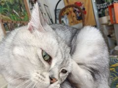 -平行世界·猫咖(首经贸店)