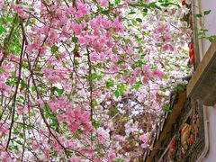 -深圳国际园林花卉博览园