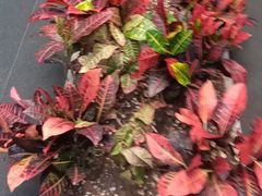 -阿伟海鲜楼·福建菜(涵江店)