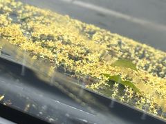 -Geneva日内瓦餐厅(西郊宝成花苑店)