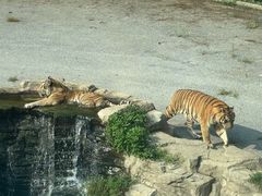 -大连森林动物园