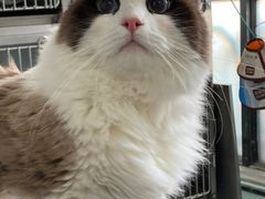 -嘉馨宠物医院·CT影像转诊·心脏科·犬猫全科诊疗中心(下沙大学城院区)