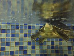 -深圳观澜格兰云天国际酒店