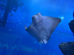 -迪拜水族馆及水下动物园