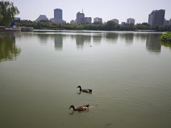-莲花池公园