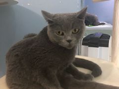 -喵的天空名猫咖啡馆·撸猫·猫舍·用品