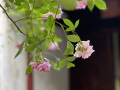 -艺圃
