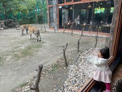 -上海野生动物园老虎餐厅