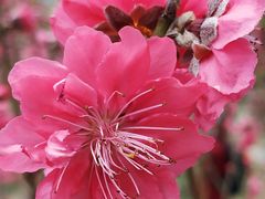 -桃花涧