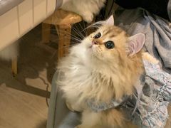 -欣宠猫屋·矮脚拿破仑·蓝金金渐层
