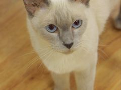 -猫小院猫主题餐厅(南锣旗舰店)