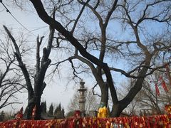 -大槐树寻根祭祖园