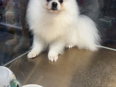 -FAELING PETS美天灵宠物(富力广场店)