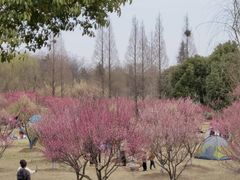 -南湖湿地公园