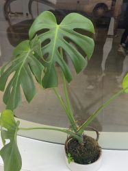 -吉艺心专业美发造型