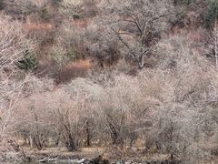 -叠溪松坪沟景区