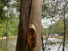 -汤旺河林海奇石景区