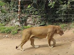 -西霞口神雕山野生动物世界