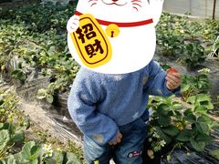 -胜丰草莓采摘园