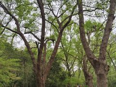 -紫金山山顶公园