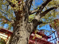 -会龙寺