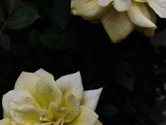 -湘子庙