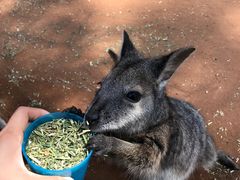 -费瑟代尔野生动物园