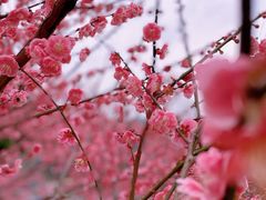 -重庆彩云湖湿地公园