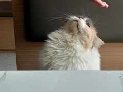 -喵园·猫主题咖啡厅·撸猫·猫咖(国贸店)