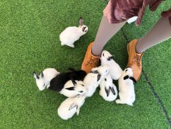 -萌宠亲子动物乐园(槐房万达店)