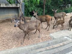 -清迈夜间动物园