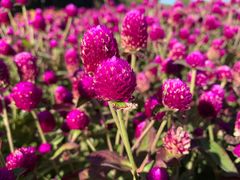 -北京国际鲜花港