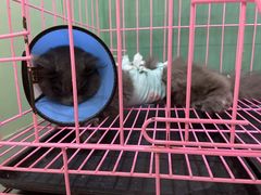 -米苏动物医院·犬猫专科·骨科外科内窥镜