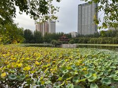 -青城公园