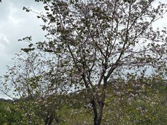 -东莞植物园