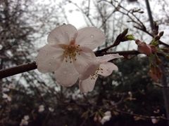 -武汉大学-樱园