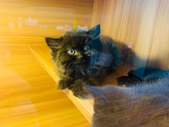 -猫十亿·布偶金渐层·曼基康矮脚猫舍(青年路店)