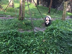 -都江堰中华大熊猫苑