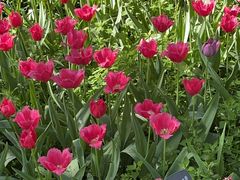 -国家植物园南园